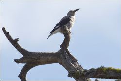 050-20120613_rgs_4861