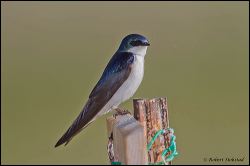 052-20120613_rgs_5034