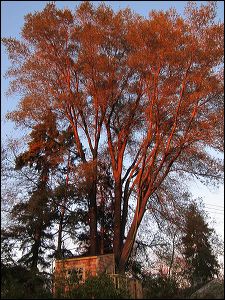 028-20121105_jrs_3942