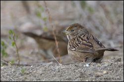 04_20120115_rgs_7482