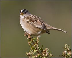 05_20120115_rgs_7484