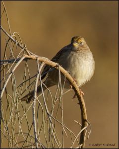 20111206_rgs_6205