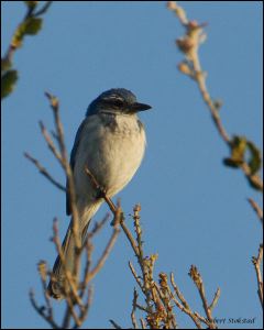 20111206_rgs_6207