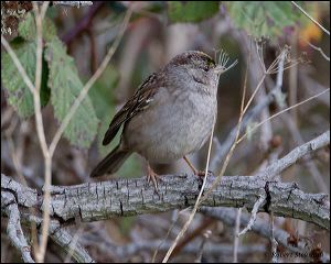 20111206_rgs_6209