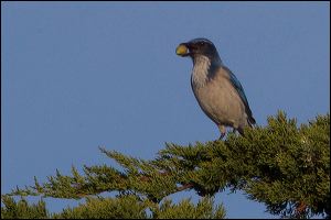 20111206_rgs_6212