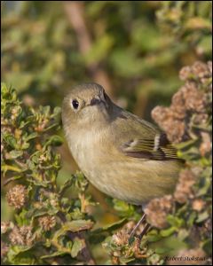 20111206_rgs_6226