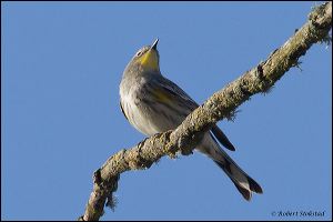 20111206_rgs_6240