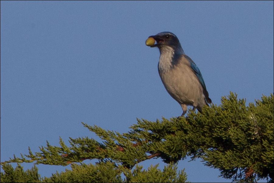 20111206_rgs_6212.jpg