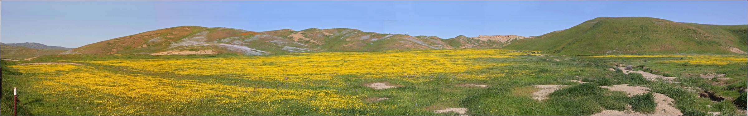 03_18_10_wildflower_pano_1.jpg