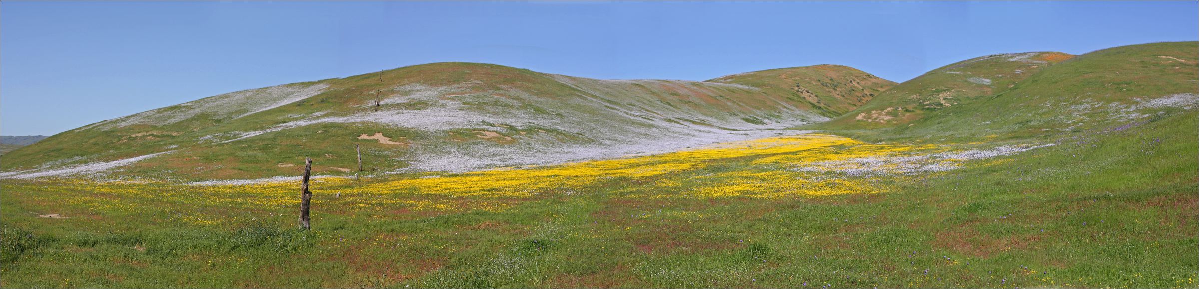 03_18_10_wildflowers_pano_2.jpg