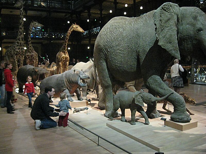 Our first full day, we went to the Museum of Natural History. It was absolutely fantastic! We spent something like four hours in there. Erika loved the March of the Animals in the main hall.