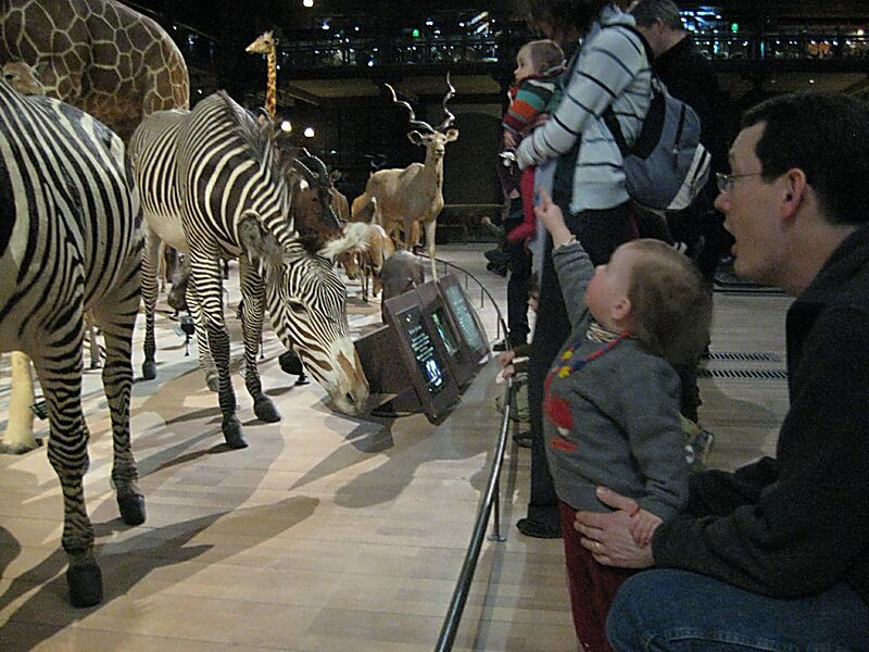 The animals were all stuffed in the late 1800s, early 1900s. They looked so alive.
