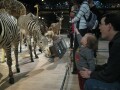 The animals were all stuffed in the late 1800s, early 1900s. They looked so alive.