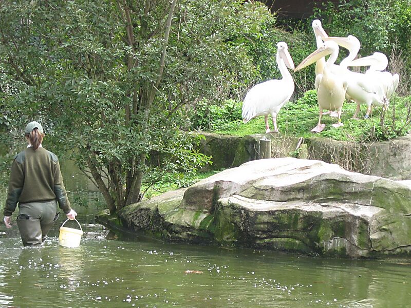 We were able to go around the zoo according to the feeding schedule, which delighted Erika to no end.